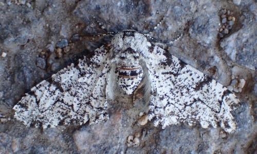 Réf. 211 414 : Biston betularia